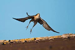 Sperber - Zum Vergroessern klicken!