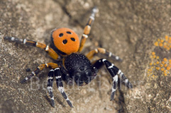 Rote R�hrenspinne Eresus niger - Zum Vergroessern klicken!