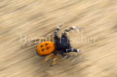 Rote R�hrenspinne Eresus niger  - Zum Vergroessern klicken!