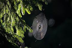 Spinnennetz - Zum Vergroessern klicken!