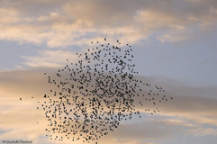 Starenschwarm - Zum Vergroessern klicken!