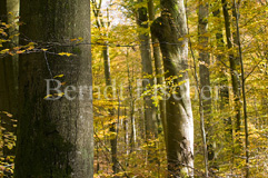 Steigerwald - Zum Vergroessern klicken!