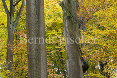 Steigerwald - Zum Vergroessern klicken!