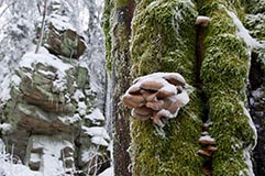 Steinwald - Zum Vergroessern klicken!