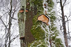 Steinwald - Zum Vergroessern klicken!