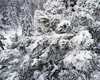 Steinwald - Zum Vergroessern klicken!