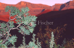 Drakensberge - Zum Vergroessern klicken!
