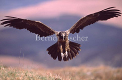 Bartgeier Jungvogel  - Zum Vergroessern klicken!