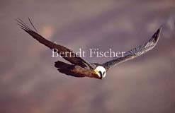 Bartgeier  - Zum Vergroessern klicken!