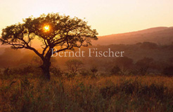 Sonnenaufgang Savanne - Zum Vergroessern klicken!