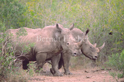 Breitmaulnashorn Paar - Zum Vergroessern klicken!