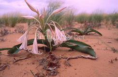 W�ste Kalahari Regenzeit Vlei-Lilie - Zum Vergroessern klicken!