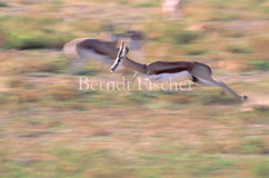 Springbock - Zum Vergroessern klicken!