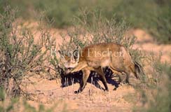 Lffelhund  - Zum Vergroessern klicken!