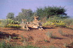 L�wenrudel W�ste Kalahari  - Zum Vergroessern klicken!