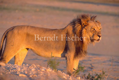 Lwe Lwenmann Wste Kalahari - Zum Vergroessern klicken!
