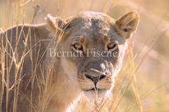 L�we  - Zum Vergroessern klicken!