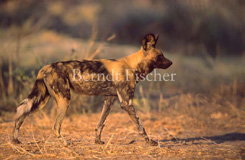 Afrikanischer Wildhund Hynenhund gehend - Zum Vergroessern klicken!
