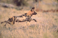 Afrikanischer Wildhund Hyänenhund  - Zum Vergroessern klicken!