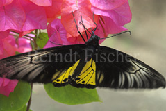 Schmetterling sp.  - Zum Vergroessern klicken!