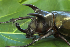 Nashornkfer sp.  - Zum Vergroessern klicken!