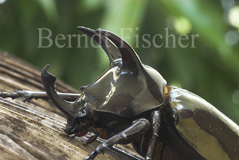 Nashornkfer sp.  - Zum Vergroessern klicken!