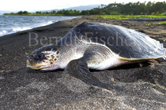 Gr�ne Meeresschildkr�te  - Zum Vergroessern klicken!