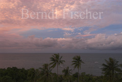 Meereskste Palmen  - Zum Vergroessern klicken!