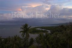 Meereskste Palmen - Zum Vergroessern klicken!