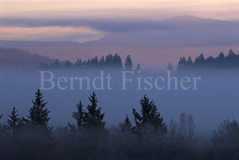 Moorlandschaft Morgennebel  - Zum Vergroessern klicken!