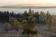 Moorlandschaft Morgennebel  - Zum Vergroessern klicken!