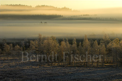 Moorlandschaft Morgennebel - Zum Vergroessern klicken!