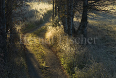 Moorlandschaft Birken Wege - Zum Vergroessern klicken!