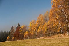 Bhmerwald - Zum Vergroessern klicken!