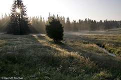 Nationalpark Sumava  - Zum Vergroessern klicken!