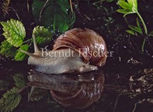 Weinbergschnecke - Zum Vergroessern klicken!