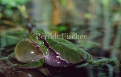 Laubfrosch  - Zum Vergroessern klicken!