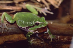 Laubfrosch  - Zum Vergroessern klicken!