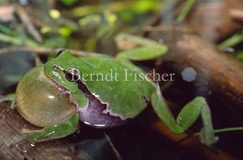 Laubfrosch Kehlsack rufend Verhalten Weiher Wasserpflanzen - Zum Vergroessern klicken!