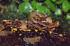 Feuersalamander  - Zum Vergroessern klicken!