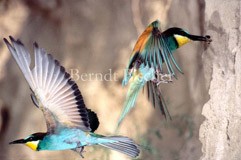 Bienenfresser, Paar - Zum Vergroessern klicken!