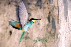 Bienenfresser - Zum Vergroessern klicken!