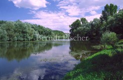 Donau Altwasser Auwald - Zum Vergroessern klicken!