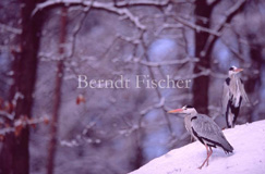 Graureiher  Schnee - Zum Vergroessern klicken!