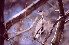 Graureiher  - Zum Vergroessern klicken!