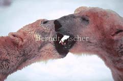 Eisbren - Zum Vergroessern klicken!