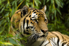 Amurtiger - Zum Vergroessern klicken!