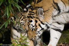 Amurtiger - Zum Vergroessern klicken!