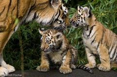 Amurtiger - Zum Vergroessern klicken!