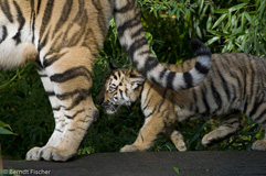 Amurtiger - Zum Vergroessern klicken!